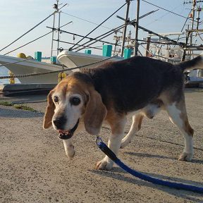 ビーグルのビーンくんとロッキーくん 片貝漁港のお散歩コースにいってらっしゃ い 小型犬 その１編 九十九里パーク